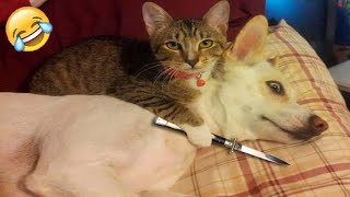 try not to laugh funny cats viral videos▶18🤣😂 [upl. by Francisca]