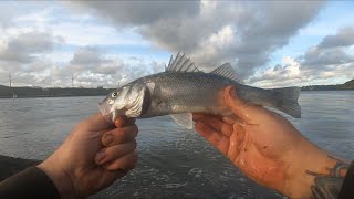 Sea Fishing  Bass Fishing Pembrokeshire [upl. by Alil]