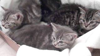 Hissing kittens sound like SNAKES Cutest feral kittens [upl. by Nohj]