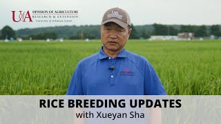 Arkansas Rice Breeding Updates  2023 [upl. by Demetria]