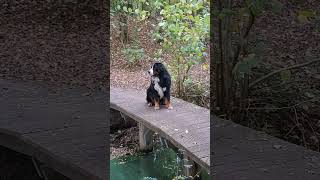 Enjoying the autumn morning berneseoftheday bernesemountaindog [upl. by Raddi]