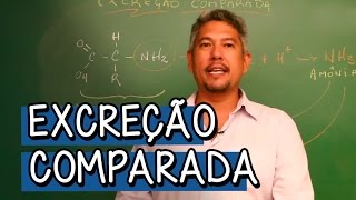 O que é Excreção Comparada  Extensivo Biologia  Descomplica [upl. by Iong]