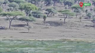 Ngorongoro Conservation Area Live Stream [upl. by Yarrum]