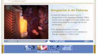 Nexavar  Mechanism of Action [upl. by Wynne974]