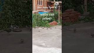 ৰাতিপুৱাৰ এটি মনোৰম দৃশ্য৷ Morning best Scene forever for me shorts viralvideo youtubeshorts [upl. by Olgnaed]