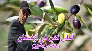 زيت زيتون في أزغنغان ثمنها من أغلى الاثمنة في المغرب 🇲🇦 شجرة 🌳 الزيتون تسقى بعسل الدغموس تحياتي لكم [upl. by Eiramaliehs940]