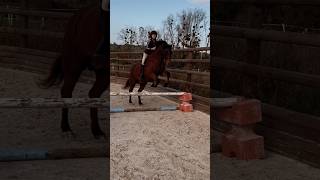 Séance du 16112o24 avec Velcro du Steriou 🤎 horse jumping bareback [upl. by Nuri]