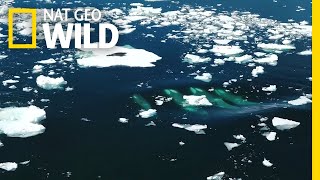 Incredible Orca Hunt  Frozen Planet II  BBC Earth [upl. by Wolpert]