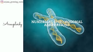 Numerical Aberrations  Aneuploidy  Hypoploidy  Hyperploidy  Monosomy  Trisomy  Nullisomy [upl. by Joe]