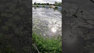 Quick little pike lure jigging in the margin fishing lurefishing lurefishinguk [upl. by Ahsennek126]