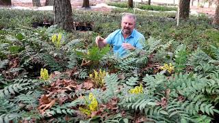 Marvel Mahonia  Garden Plants with JimPutnam [upl. by Durst]