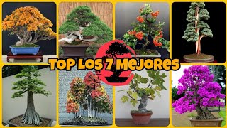 top arboles bonsai principiantes [upl. by Feucht]