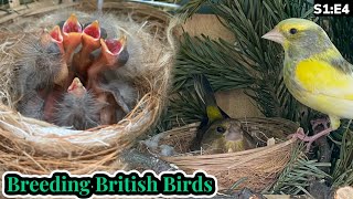 The 1ST Native Finches Hatch  Breeding British Birds S1E4 [upl. by Nahsez]