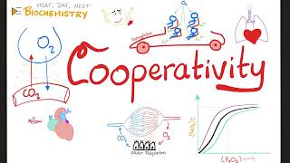 Enzyme Cooperatively amp Hills Coefficient  OxygenHemoglobin Dissection Curve  Biochemistry [upl. by Everrs]