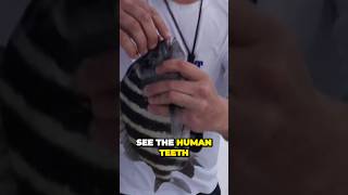 Unbelievable Teeth on Sheepshead Fish Caught in Tampa Bay [upl. by Letniuq]