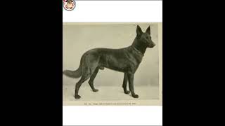 German shepherd pahle kaise dikhte the ab 🤔🤔🤔🤔🫠🫠 brono gsdloverss germanshepherd dog facts [upl. by Goodden]