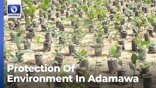 NGO Educates Communities On Dangers Of Deforestation In Adamawa [upl. by Leen]