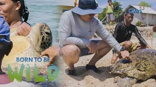 Sea turtle found with a nylon string around its neck  Born to be Wild [upl. by Jacquet]