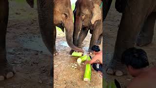 Elephant eating time [upl. by Middle]