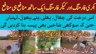 Earn money with Trees farming  کیکر فارمنگ  Goat Farming  Best Side Business [upl. by Sirak]