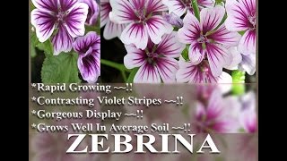 ZEBRINA HOLLYHOCK Seed  STUNNING FRENCH HOLLYHOCK MALVA ZEBRINA FLOWER SEEDS on wwwMySeedsCo [upl. by Higginbotham]