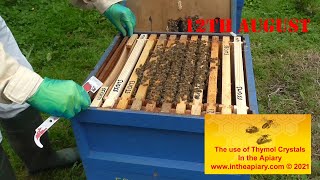 Bee colony Thymol crystal application [upl. by Assiren]