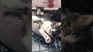 Çekim yapmama izin vermeyen şirin KEDİ kitten funny cat cute [upl. by Saxela]