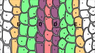 Regulatory Hierarchies in Development including Hox Genes [upl. by Cowie]