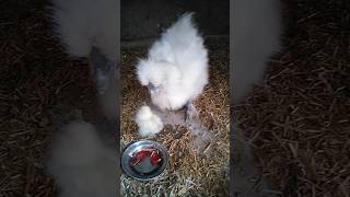 chicks hen rooster silkie shorts youtubeshorts birds animals [upl. by Ralph]