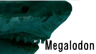 Paleo Profile  Megalodon [upl. by Viridi]