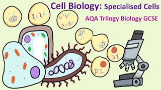 GCSE Science Biology AQA 91  Cell Biology Specialised Cells [upl. by Carmela]