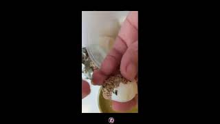 QUAIL EGG as delicacy wow very delicious egg viral peeling [upl. by Adniled]