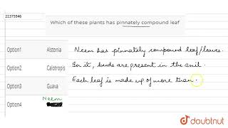 Which of these plants has pinnately compound leaf [upl. by Sharpe769]