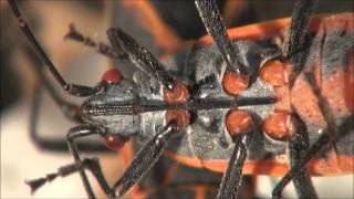 boxelder bug feeding beak proboscis [upl. by Elleivap]