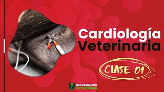 CARDIOLOGÍA VETERINARIA  CLASE 01 [upl. by Egdirdle]