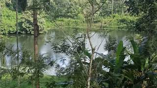 100 Acres coffee estate for sale in Sakleshpur [upl. by Iddo]