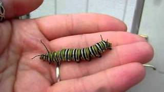 Monarch Caterpillar compared to Black Swallowtail Sept 13 2011 [upl. by Eimor]