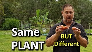 Two DIFFERENT Tomato Fruit on SAME Plant [upl. by Gertrud]