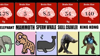 Comparison Brain Size 2D I Biggest Brain [upl. by Anirtep]