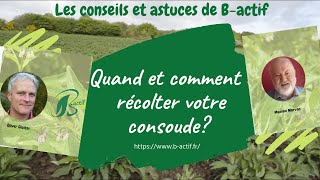 Comment et quand récolter de la consoude [upl. by Pessa]