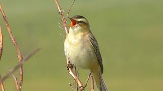 Sedge Warbler Acrocephalus schoenobaenus [upl. by Sandor857]