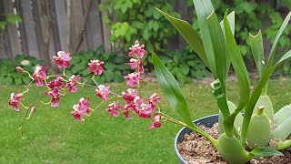 迷你香水文心兰 Oncidium Twinkle Red Fantasy [upl. by Marduk455]