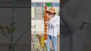 20秒で分かる！木がチョイ枯れしちゃった時の対処法 植木 シンボルツリー 夏 お手入れ 枯れた 対処法 GREENROCKET [upl. by Damales507]