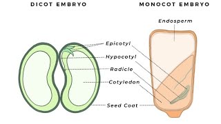 12 Biology Monocot embryo [upl. by Bowlds735]