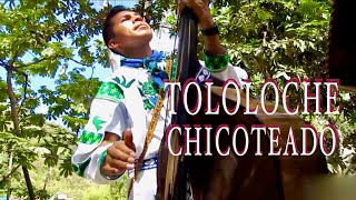 TOLOLOCHE CHICOTEADO Huichol [upl. by Kotto]