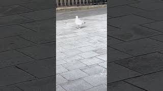 He is not stealing my Greggs ever 😭 funny seagull vultures [upl. by Llerrot]