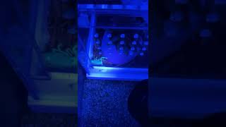 Asian Forest Scorpion GLOWS scorpion blacklight shortvideo asian ​Heterometrus creepycrawler [upl. by Sewel]