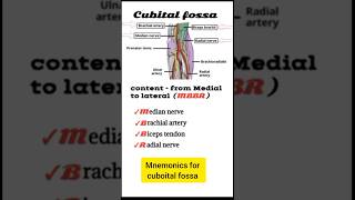 Cubital Fossa Anatomy  Mnemonic MBBR for Medial to Lateral Structures  Medico Quiz [upl. by Flannery817]