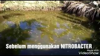 Nitrobacter di kolam ikan nila tanpa air mengalir [upl. by Soloma]