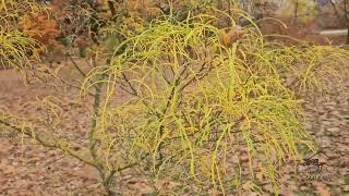 Rhamnus frangula Asplenifolia krušina olšová [upl. by Janine]